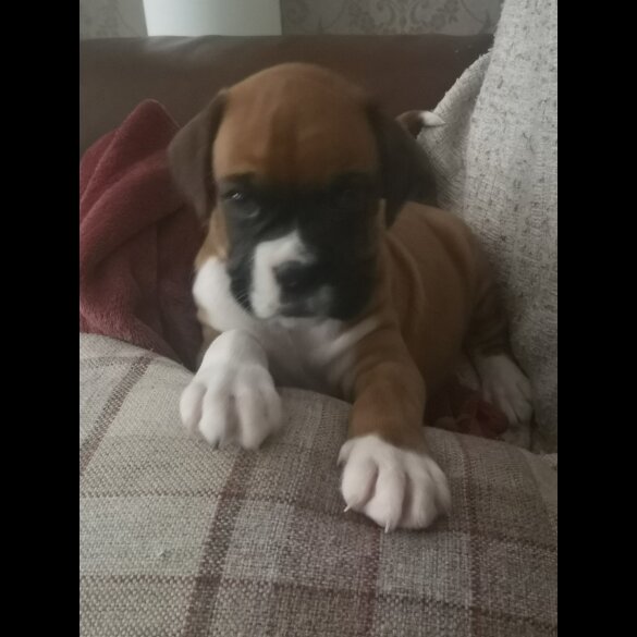 Boxer - Both