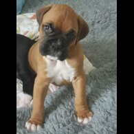 Boxer - Both
