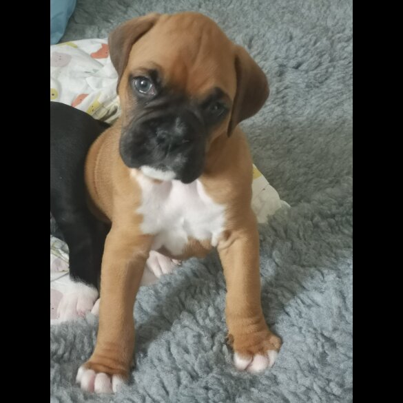 Boxer - Both