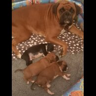 Boxer - Both