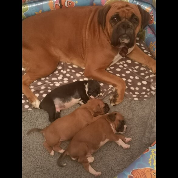 Boxer - Both