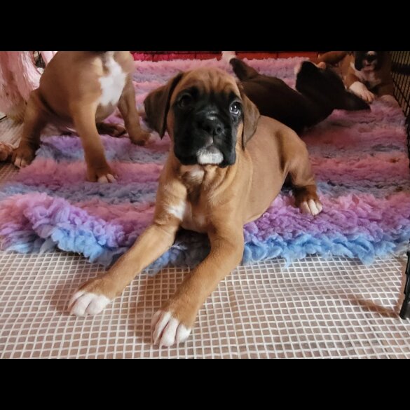 Boxer - Bitches