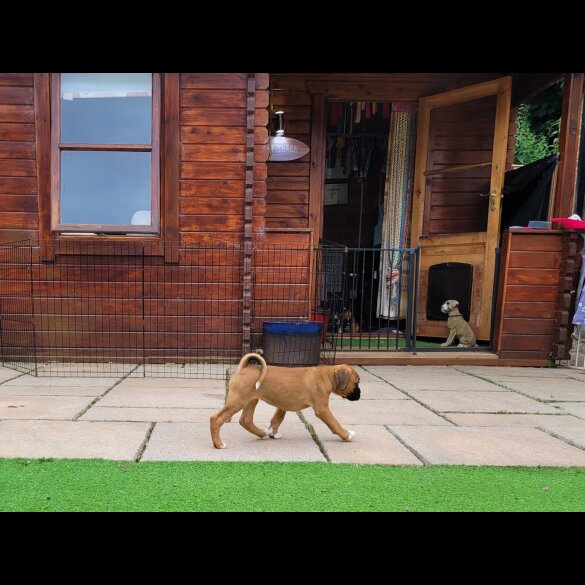 Boxer - Bitches