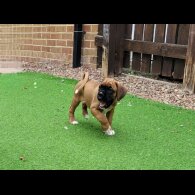 Boxer - Bitches