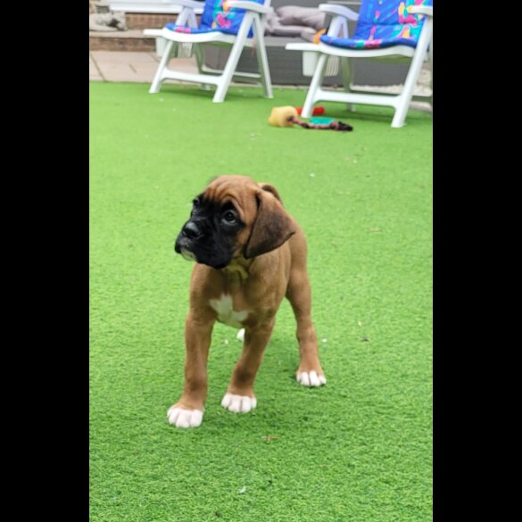 Boxer - Bitches