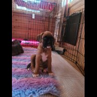 Boxer - Bitches