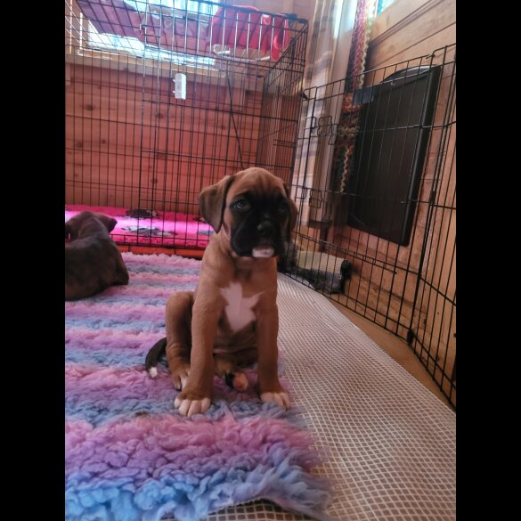 Boxer - Bitches