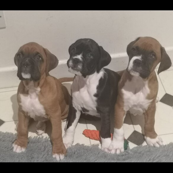 Boxer - Both