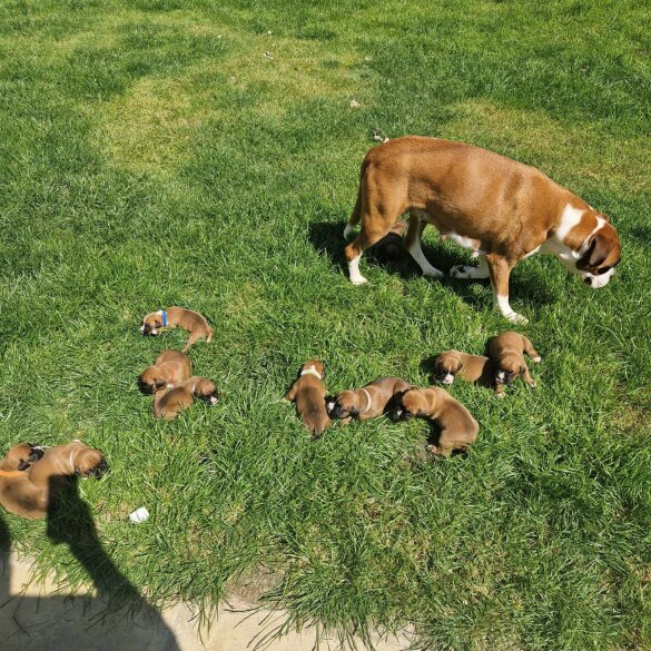 Boxer - Both