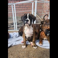 Boxer - Both