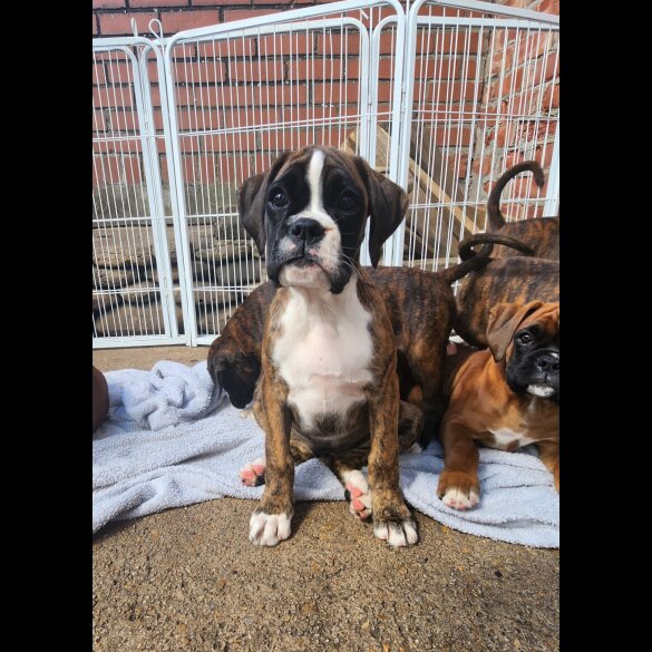Boxer - Both