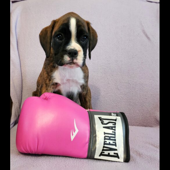 Boxer - Both