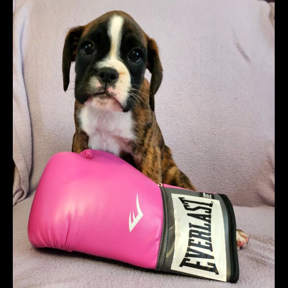 Boxer - Both