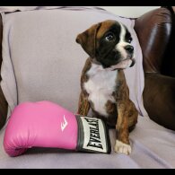 Boxer - Both