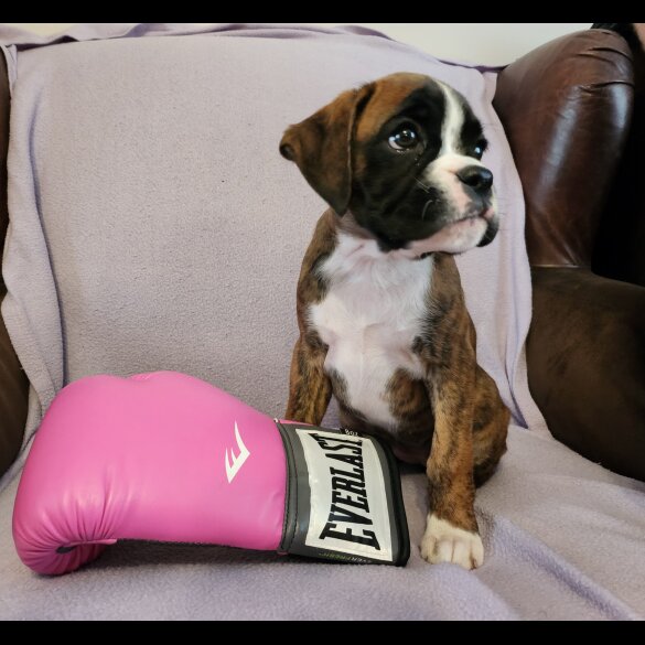 Boxer - Both