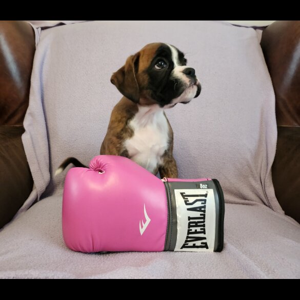 Boxer - Both