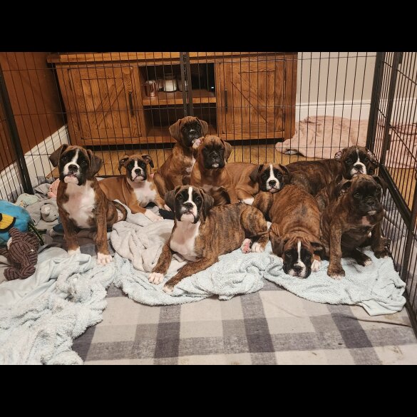 Boxer - Both