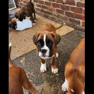 Boxer - Both