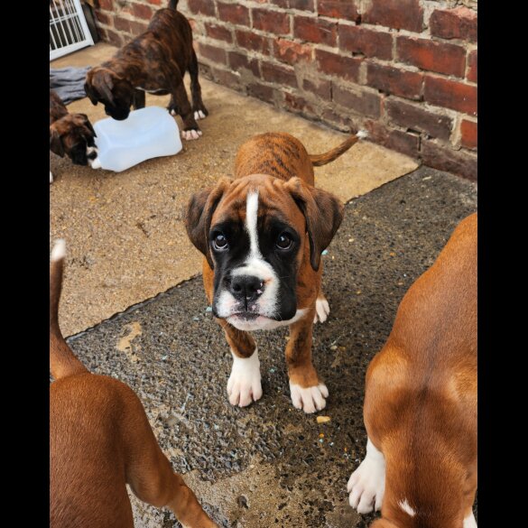 Boxer - Both