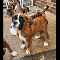 Boxer - Both