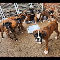Boxer - Both