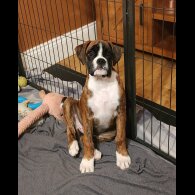 Boxer - Both