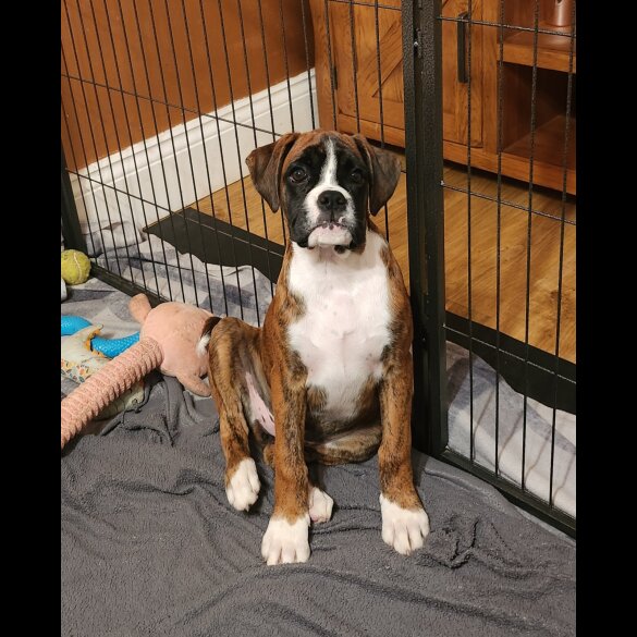 Boxer - Both