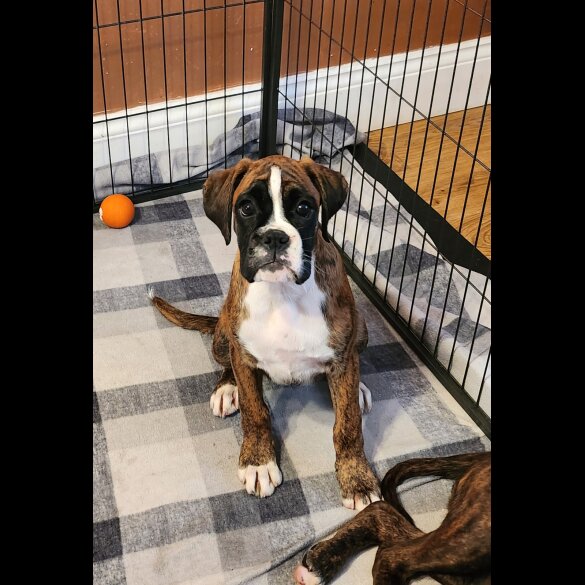 Boxer - Both