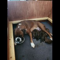 Boxer - Both