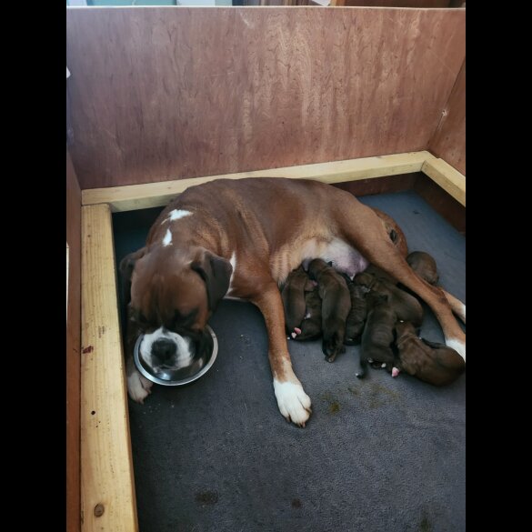 Boxer - Both