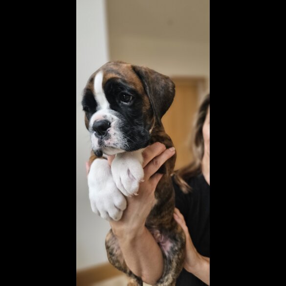 Boxer - Both