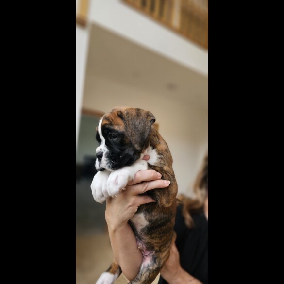 Boxer - Both