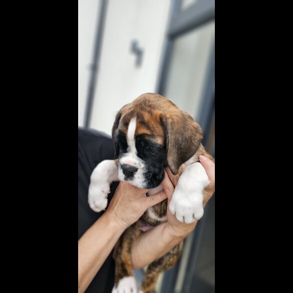 Boxer - Both