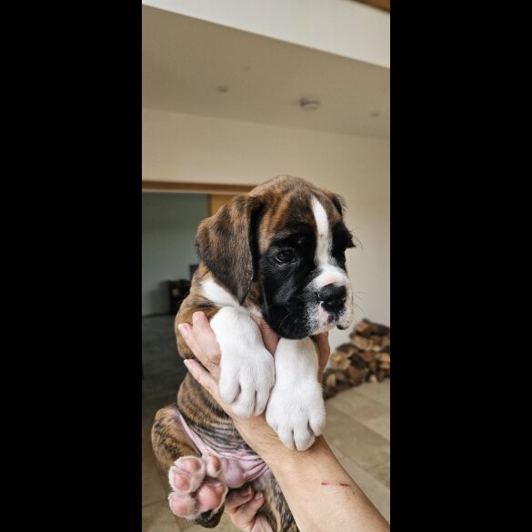 Boxer - Both