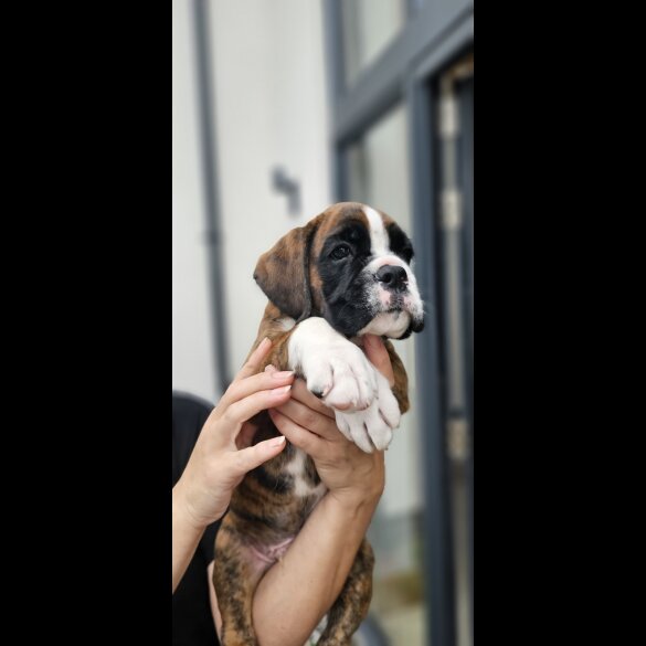 Boxer - Both