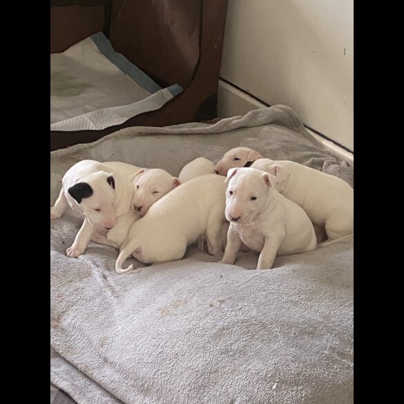 Bull Terrier - Both