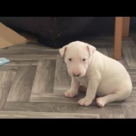 Bull Terrier - Both