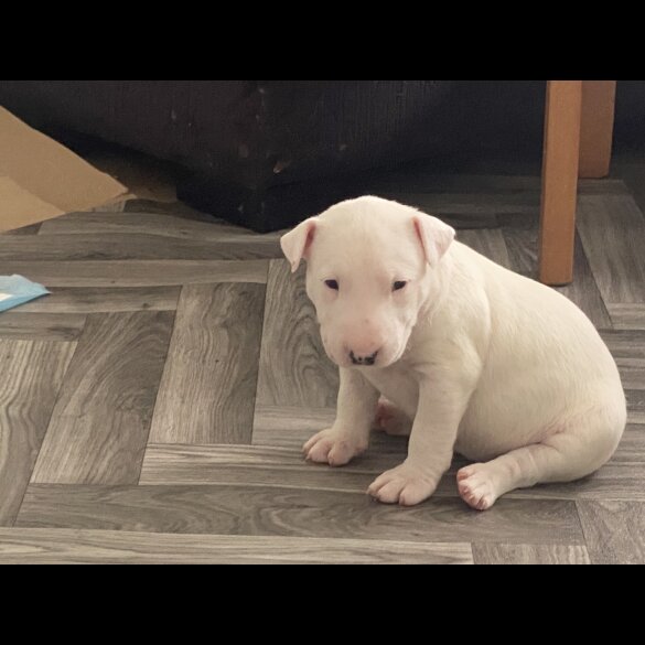 Bull Terrier - Both