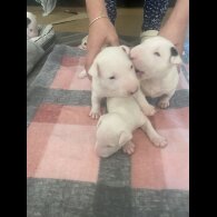 Bull Terrier - Both