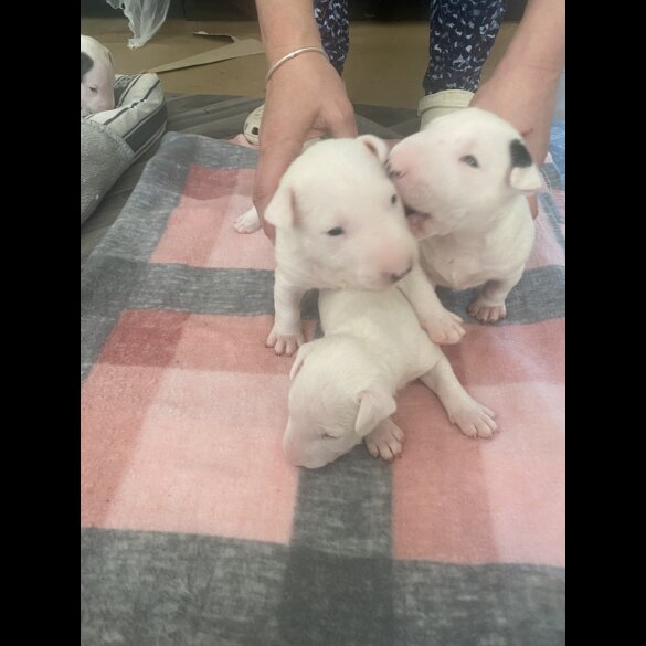 Bull Terrier - Both