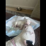 Bull Terrier - Both