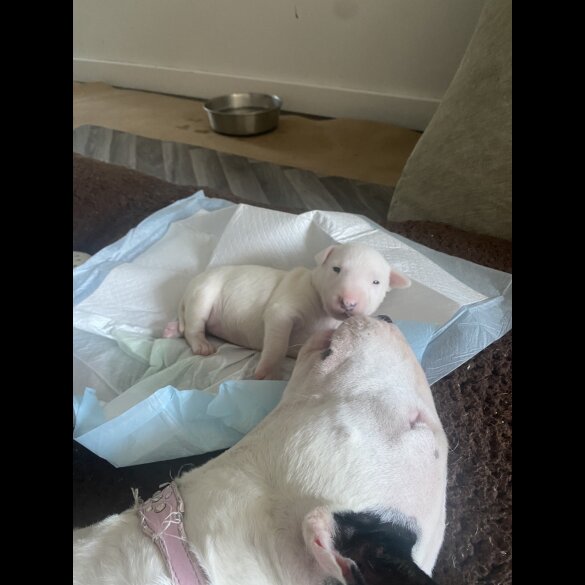 Bull Terrier - Both