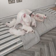 Bull Terrier - Both
