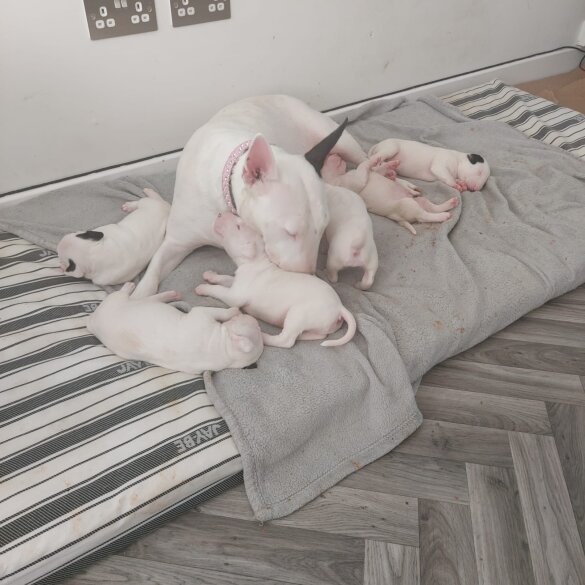 Bull Terrier - Both