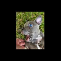 American Bulldog - Dogs