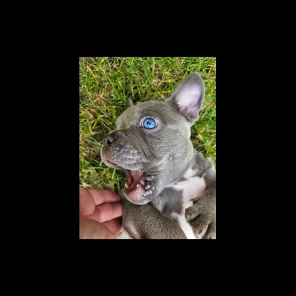 American Bulldog - Dogs