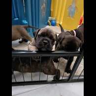 Bullmastiff - Both