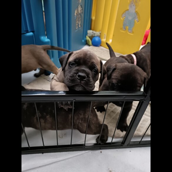 Bullmastiff - Both