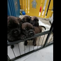 Bullmastiff - Both