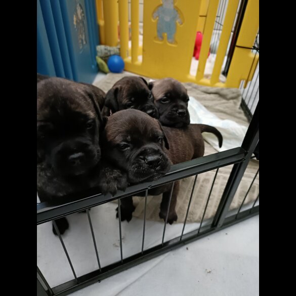 Bullmastiff - Both